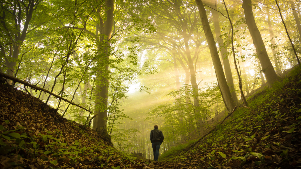 Traveler walking in forest