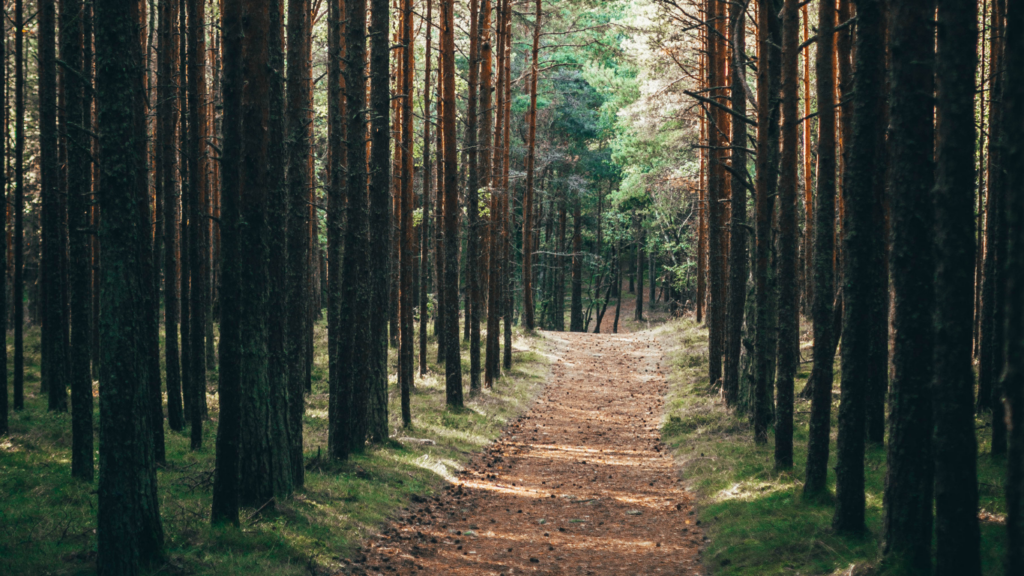 Forest Trails