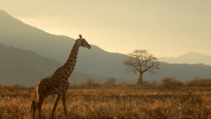 How to Prepare for a Life-Changing Safari Adventure Essential Tips and Gear