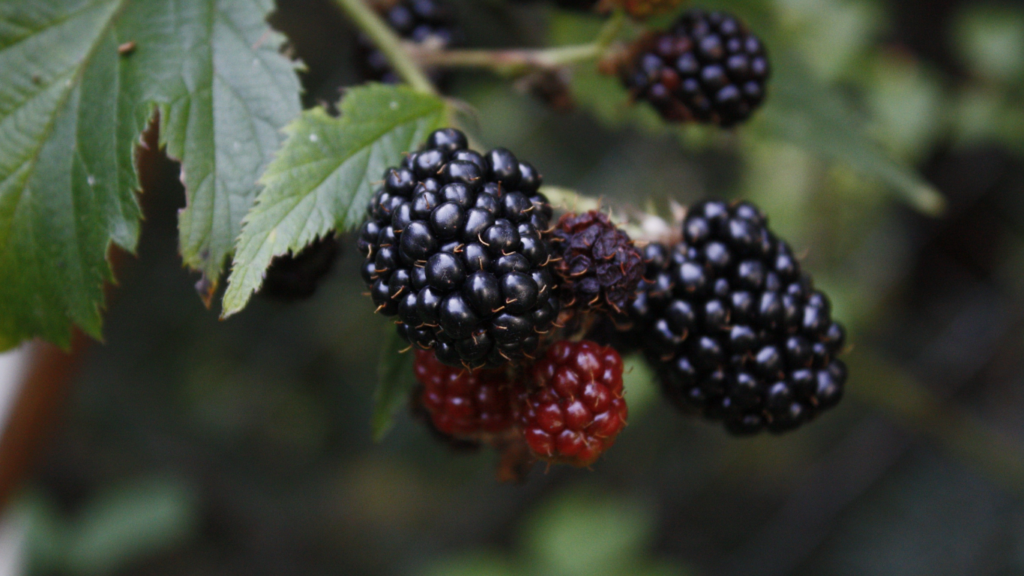 Blackberries