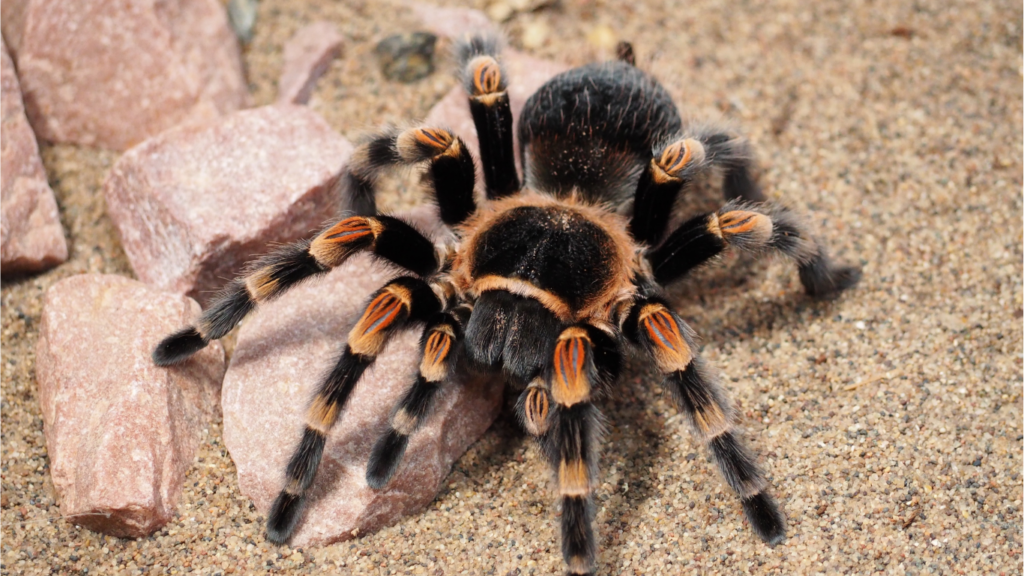 Tarantula