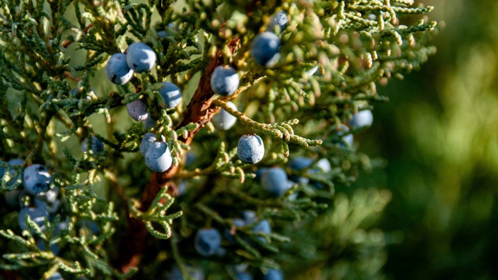 Wild Edibles How to Safely Identify Plants and Berries for Foraging Fun