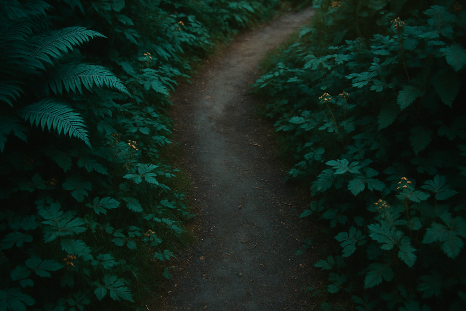 beautiful forest hiking trails